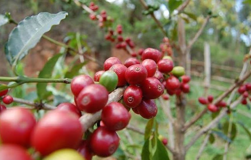 1 Day Coffee Experience Rwanda