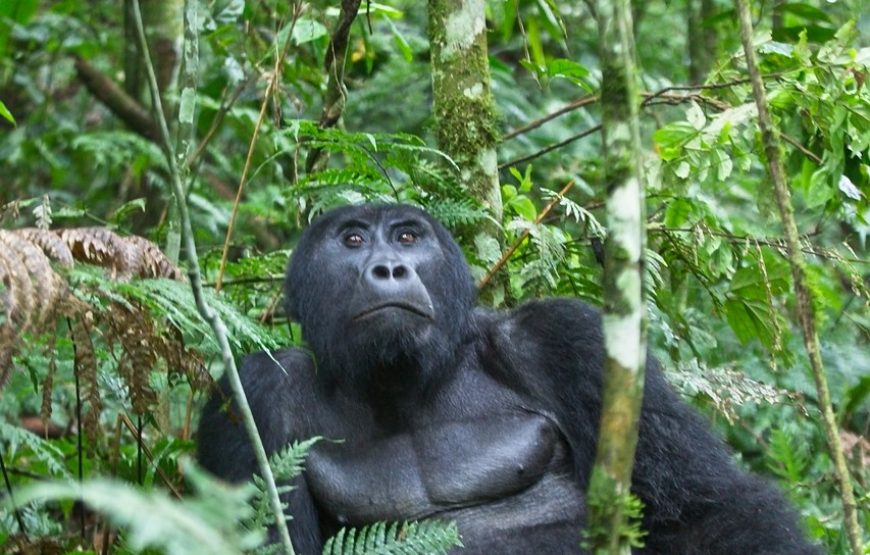 10 Days Primate Safari Uganda