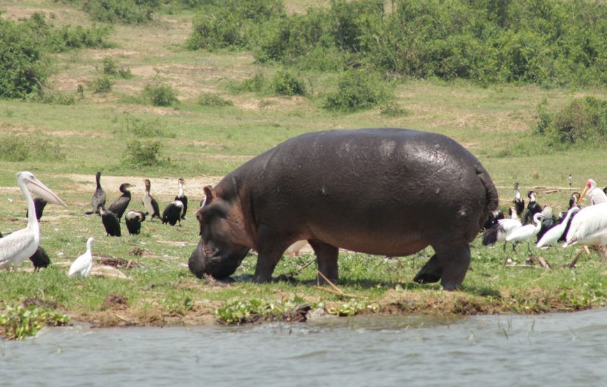 14 days ugandas untamed beauty, an exclusive safari