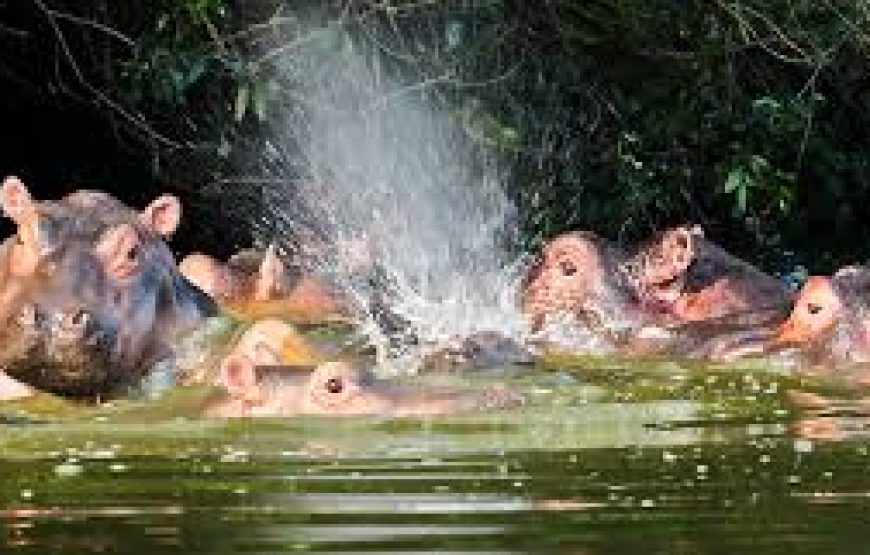 4 DAYS GORILLA TREKKING & WILDLIFE SAFARI IN UGANDA