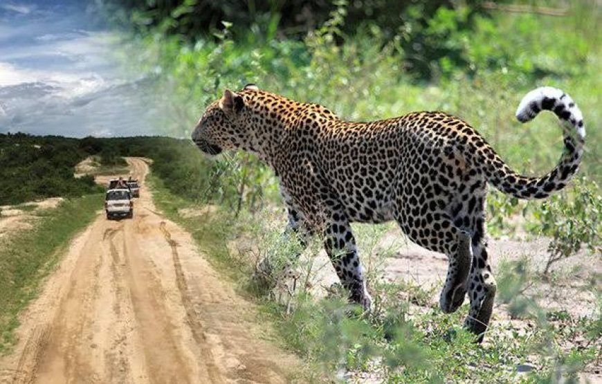 14 days ugandas untamed beauty, an exclusive safari