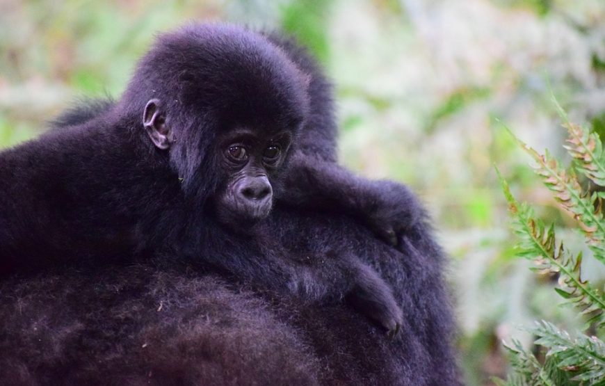 10 Days Primate Safari Uganda