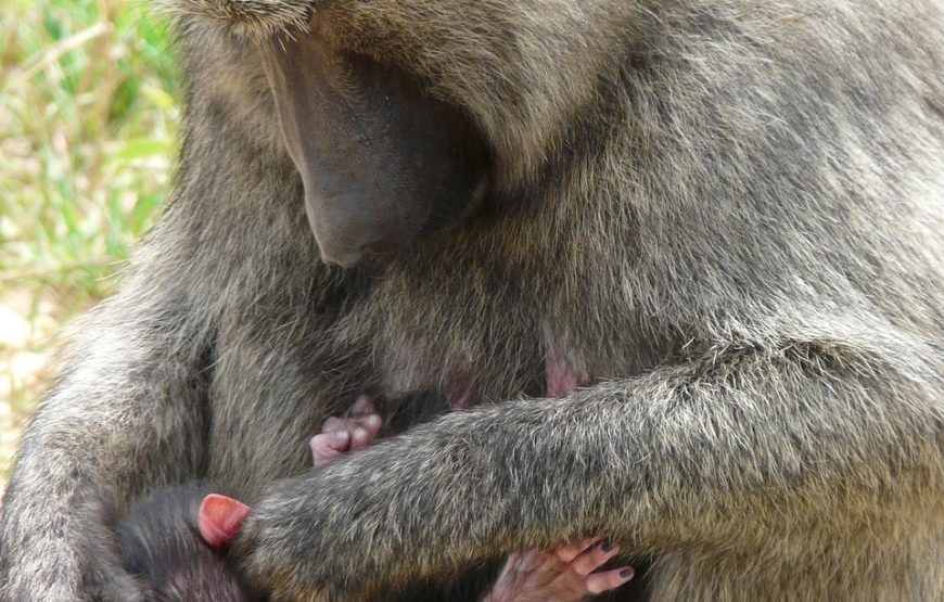 10 Days Primate Safari Uganda
