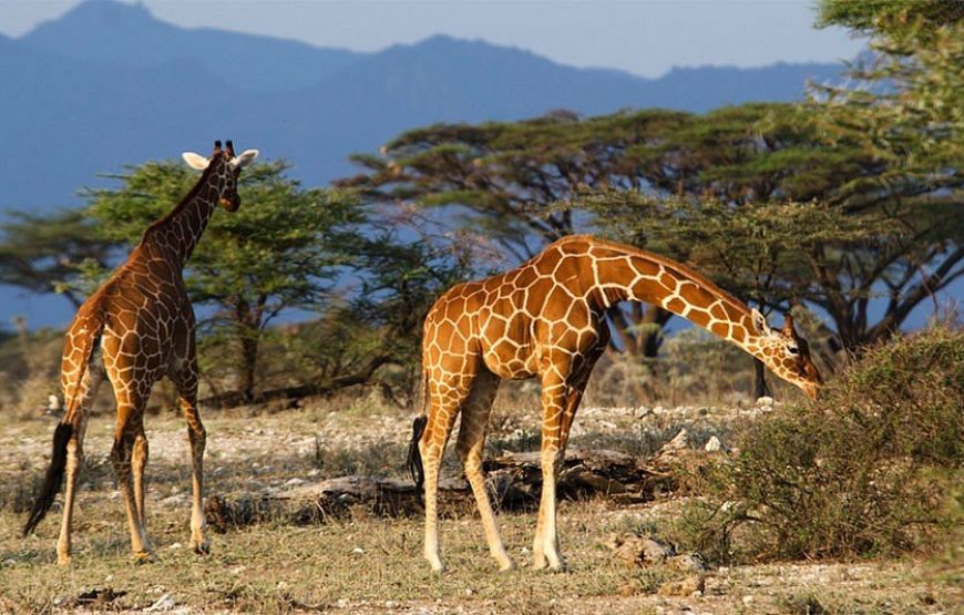 17 Days Savannah Special Safari