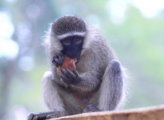 10 Days Primate Safari Uganda