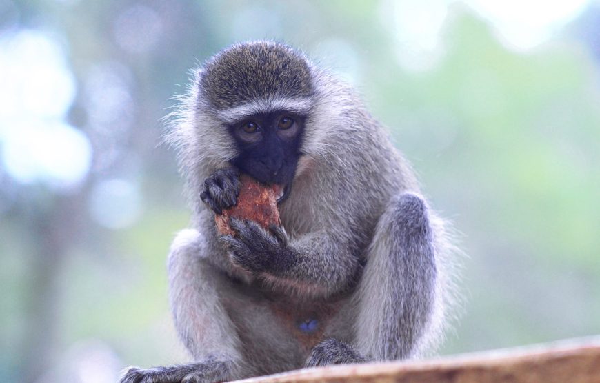 10 Days Primate Safari Uganda