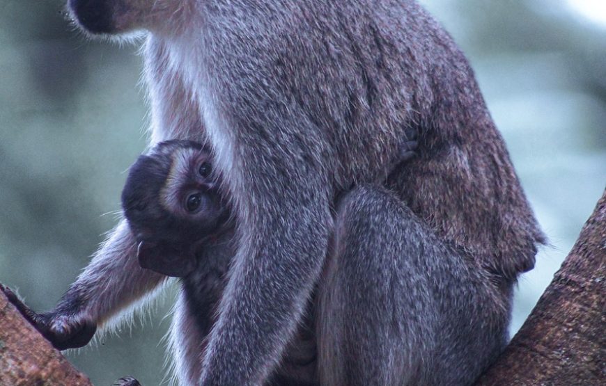 10 Days Primate Safari Uganda