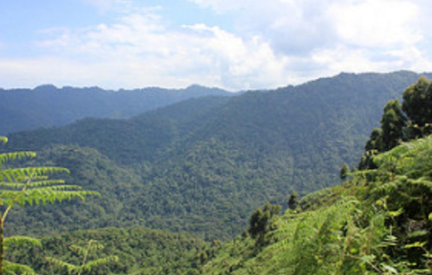 3 DAYS. THE GORILLA ADVENTURE OF BWINDI FOREST NATIONAL PARK.