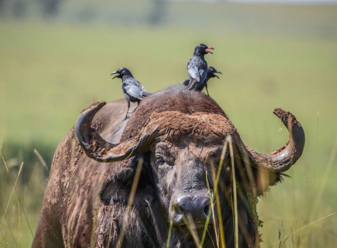 3 Days Murchison Falls National Park. The Unmatched Safari