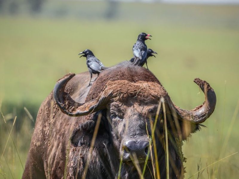 3 Days Murchison Falls National Park. The Unmatched Safari
