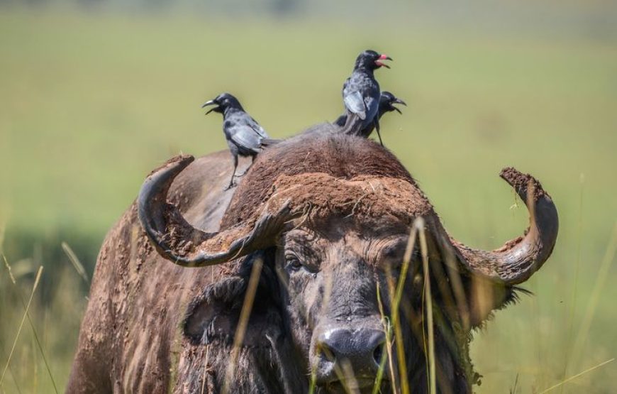 3 Days Murchison Falls National Park. The Unmatched Safari