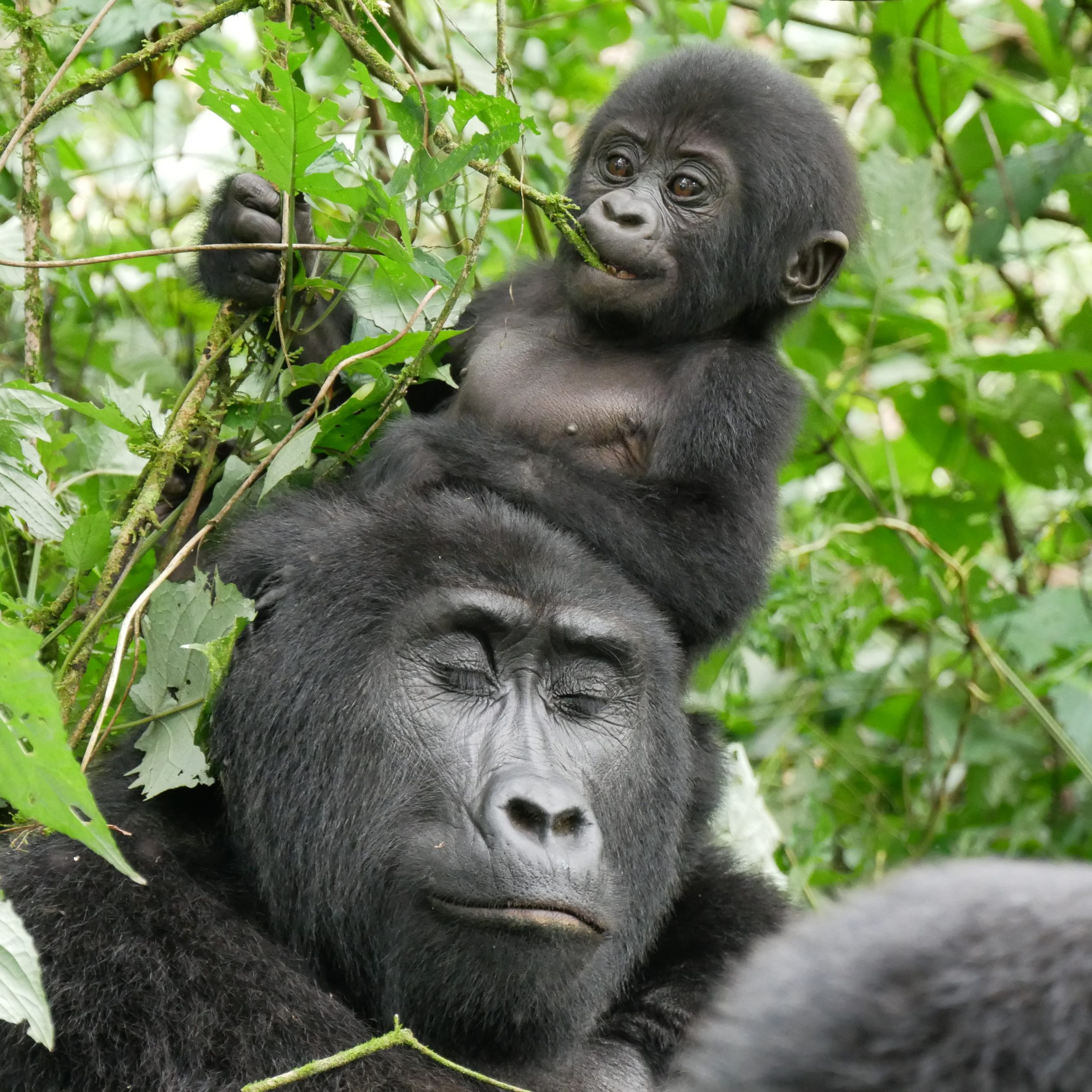 Day 1: Pick up from Entebbe and transfer to buhoma sector in Bwindi national park