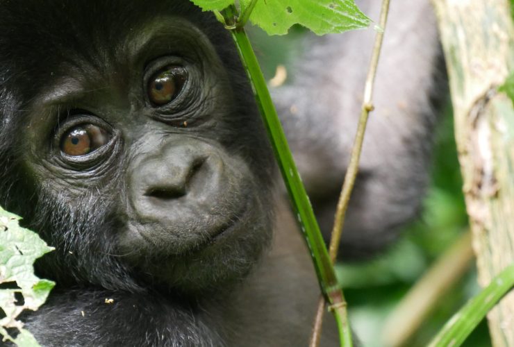 HOW MOUNTAIN GORILLAS THRIVE IN BWINDI IMPENETRABLE NATIONAL PARK