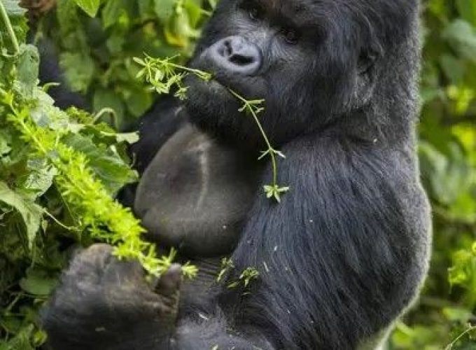 3 Days Gorilla Trekking Tour. Volcanoes National Park