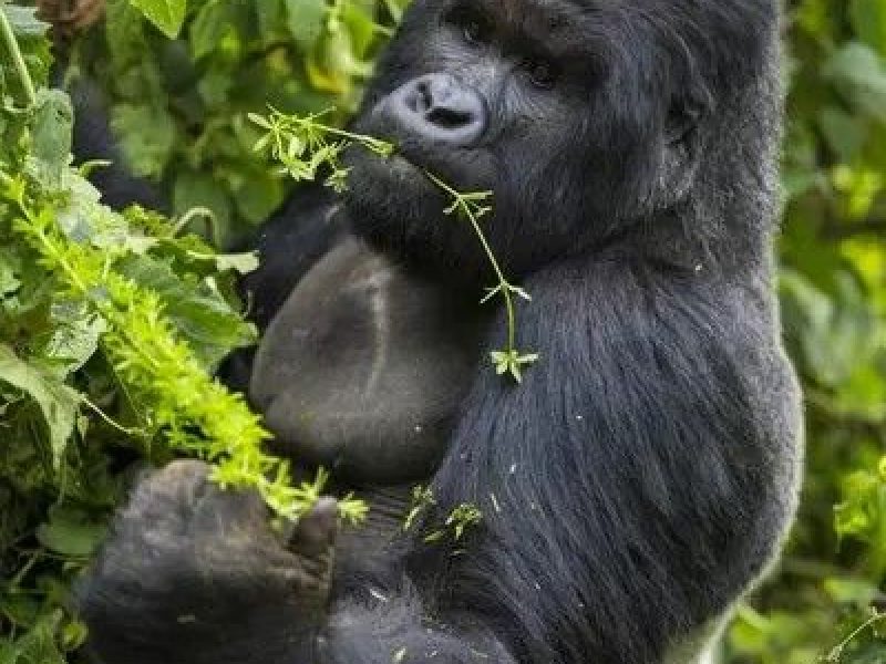 3 Days Gorilla Trekking Tour. Volcanoes National Park
